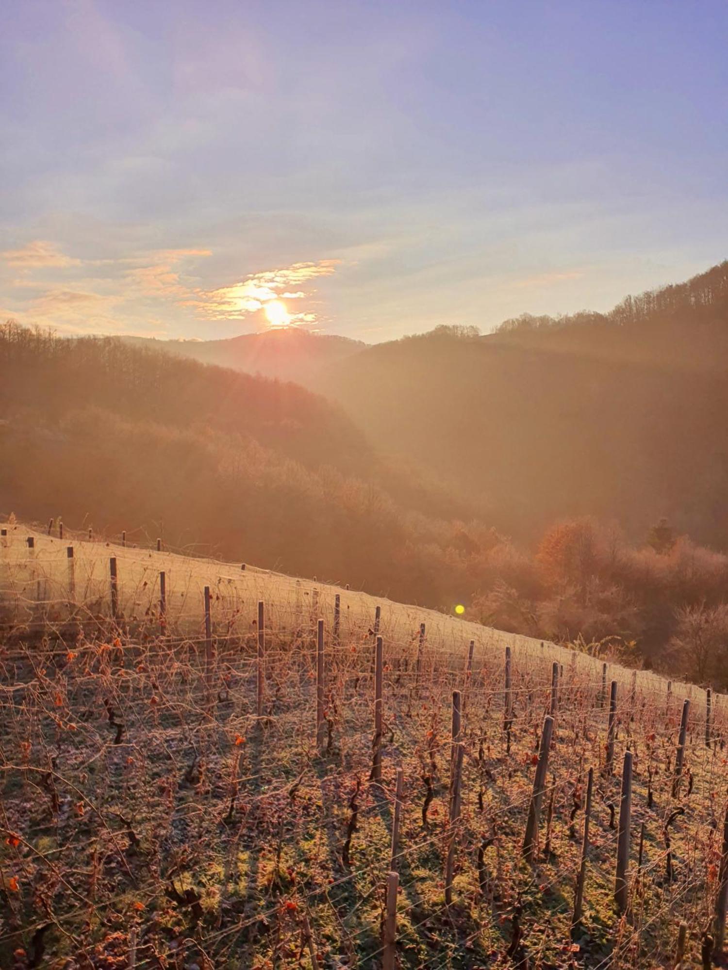 Vineyard Cottage Matej Trebnje 外观 照片