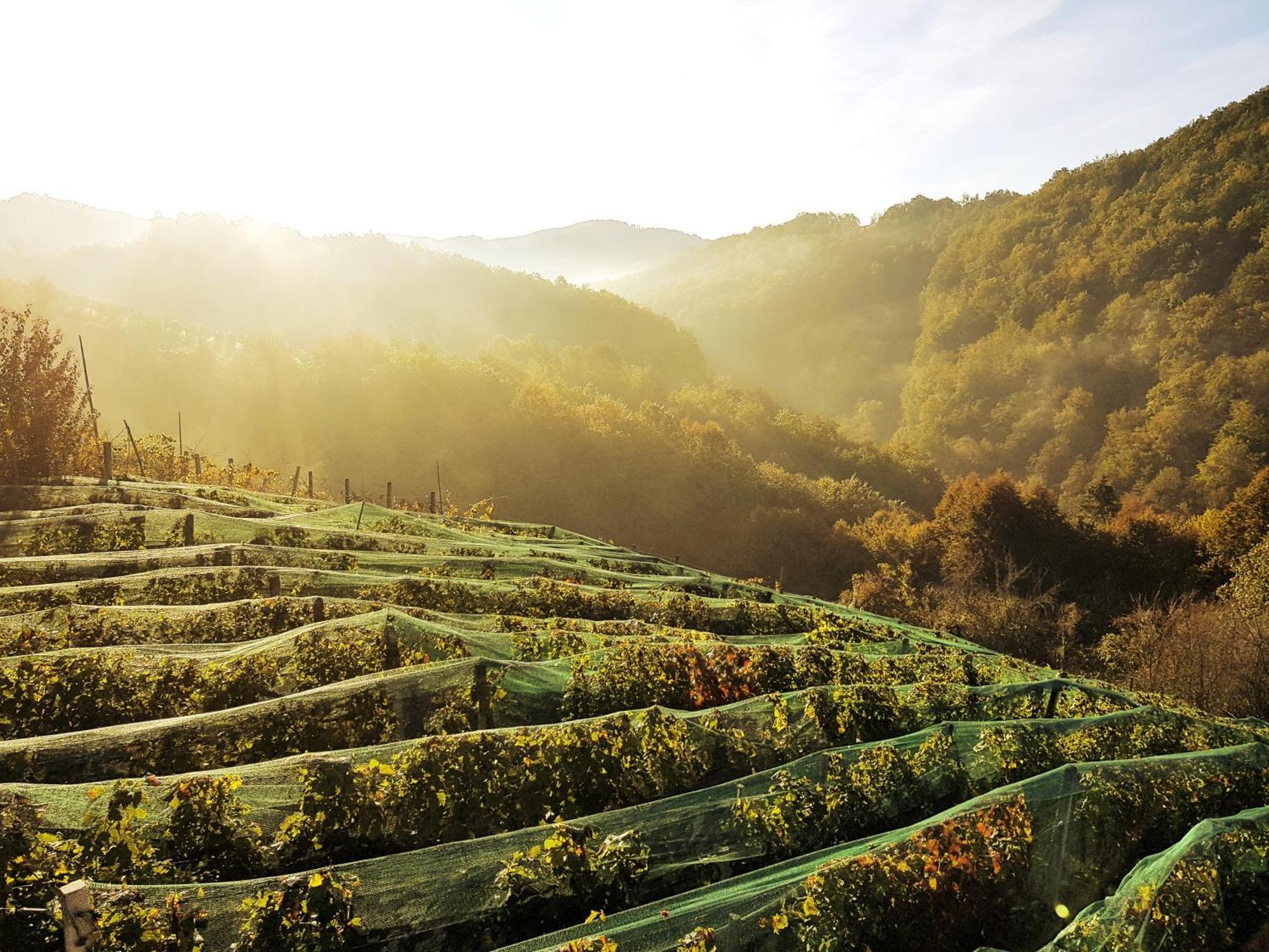 Vineyard Cottage Matej Trebnje 外观 照片