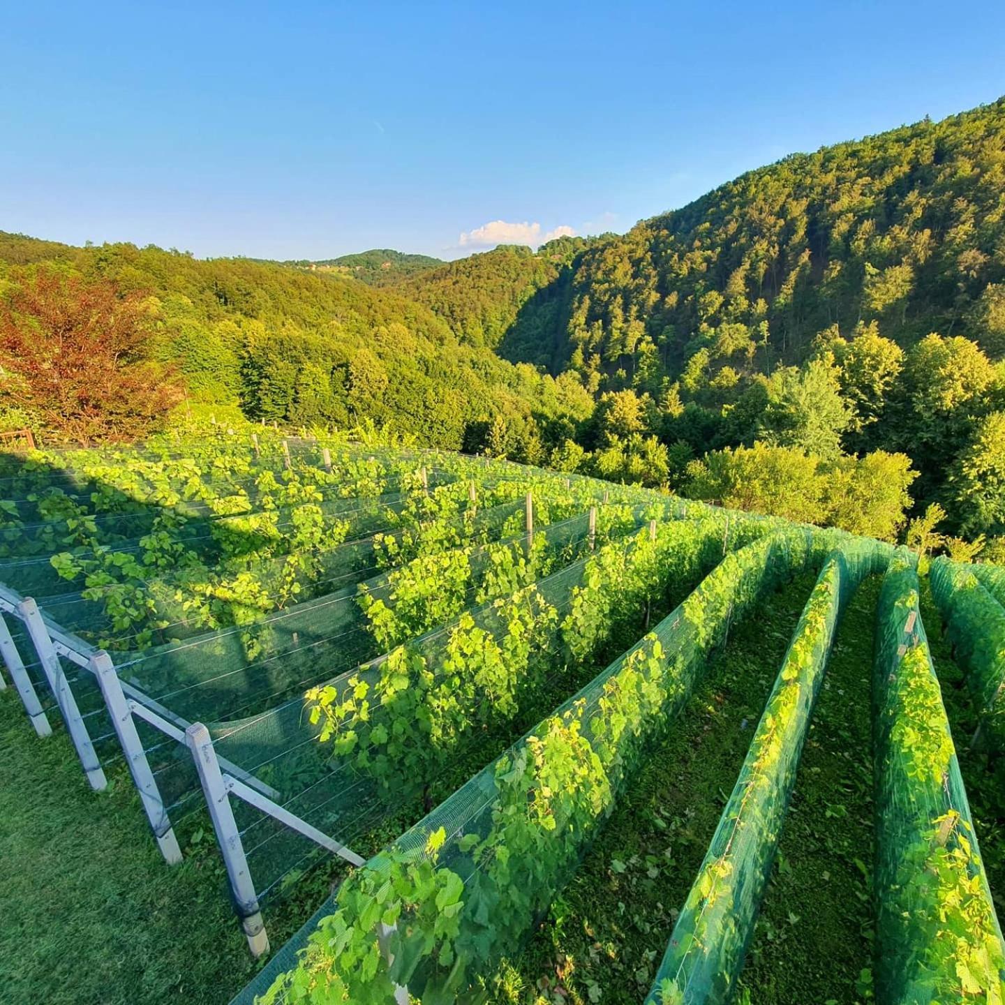 Vineyard Cottage Matej Trebnje 外观 照片